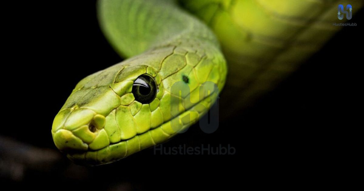 venomous-snakes